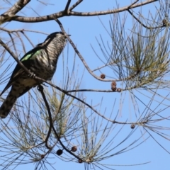 Chrysococcyx lucidus (Shining Bronze-Cuckoo) at Jerrabomberra Wetlands - 10 Sep 2019 by jbromilow50