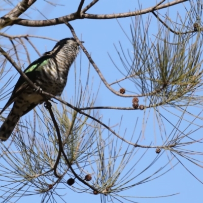 Chrysococcyx lucidus (Shining Bronze-Cuckoo) at Jerrabomberra Wetlands - 10 Sep 2019 by jbromilow50