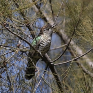 Chrysococcyx lucidus at Fyshwick, ACT - 10 Sep 2019