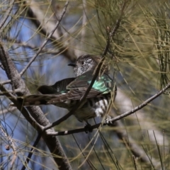 Chrysococcyx lucidus at Fyshwick, ACT - 10 Sep 2019 01:22 PM