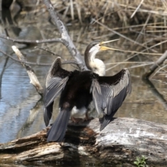 Anhinga novaehollandiae (Australasian Darter) at Fyshwick, ACT - 10 Sep 2019 by jb2602