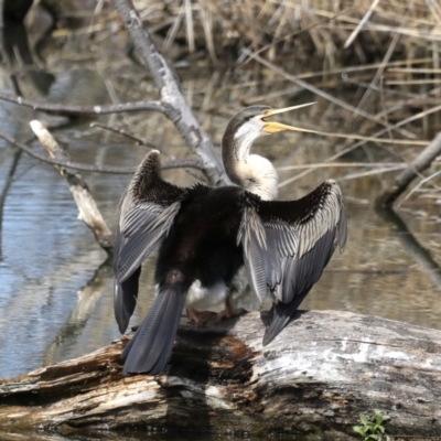 Anhinga novaehollandiae (Australasian Darter) at Fyshwick, ACT - 10 Sep 2019 by jbromilow50