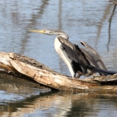 Anhinga novaehollandiae at Fyshwick, ACT - 10 Sep 2019 11:15 AM