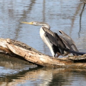 Anhinga novaehollandiae at Fyshwick, ACT - 10 Sep 2019 11:15 AM