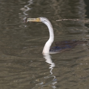 Anhinga novaehollandiae at Fyshwick, ACT - 10 Sep 2019 11:15 AM