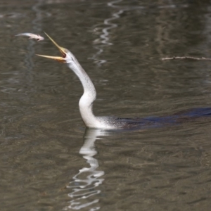 Anhinga novaehollandiae at Fyshwick, ACT - 10 Sep 2019 11:15 AM