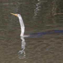 Anhinga novaehollandiae at Fyshwick, ACT - 10 Sep 2019 11:15 AM