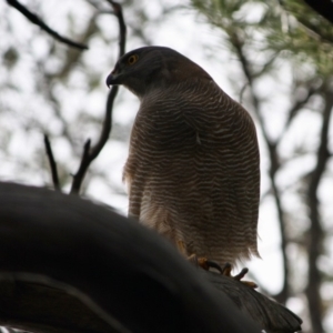 Accipiter fasciatus at Deakin, ACT - 12 Sep 2019