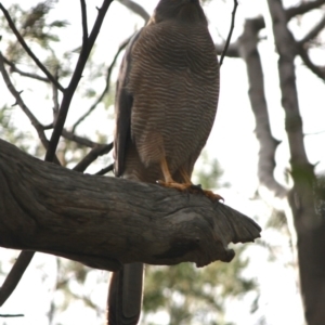 Accipiter fasciatus at Deakin, ACT - 12 Sep 2019