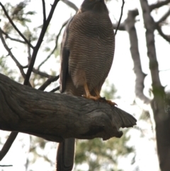 Accipiter fasciatus at Deakin, ACT - 12 Sep 2019