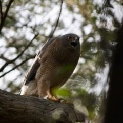 Accipiter fasciatus at Deakin, ACT - 12 Sep 2019