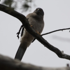 Accipiter fasciatus at Deakin, ACT - 12 Sep 2019