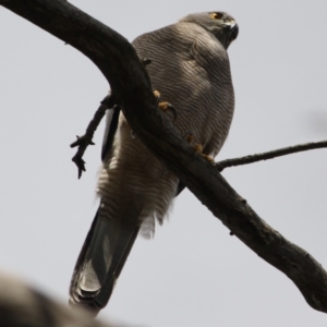 Accipiter fasciatus at Deakin, ACT - 12 Sep 2019