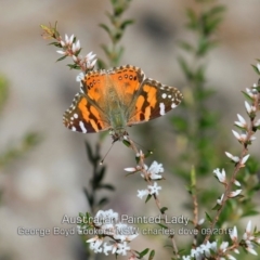Vanessa kershawi (Australian Painted Lady) at Tianjara, NSW - 6 Sep 2019 by CharlesDove