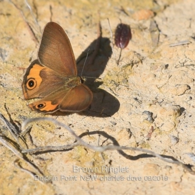 Hypocysta metirius (Brown Ringlet) at Meroo National Park - 6 Sep 2019 by Charles Dove