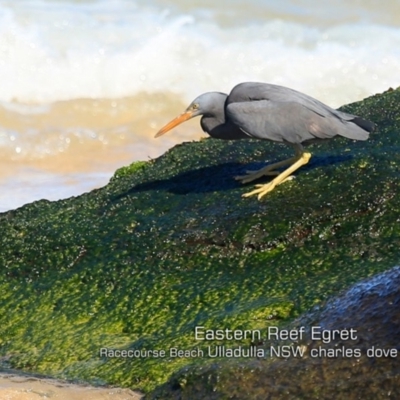 Egretta sacra (Eastern Reef Egret) at Ulladulla, NSW - 7 Sep 2019 by CharlesDove