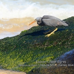 Egretta sacra at Ulladulla, NSW - 7 Sep 2019