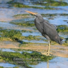 Egretta sacra at Ulladulla, NSW - 7 Sep 2019