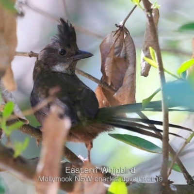 Psophodes olivaceus (Eastern Whipbird) at Mollymook Beach, NSW - 7 Sep 2019 by CharlesDove