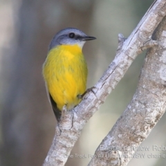 Eopsaltria australis (Eastern Yellow Robin) at Ulladulla Reserves Bushcare - 6 Sep 2019 by CharlesDove