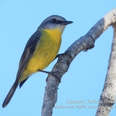 Eopsaltria australis (Eastern Yellow Robin) at Mollymook Beach, NSW - 6 Sep 2019 by CharlesDove