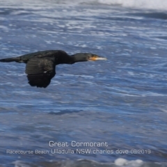 Phalacrocorax carbo (Great Cormorant) at Ulladulla, NSW - 6 Sep 2019 by Charles Dove