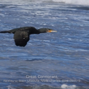Phalacrocorax carbo at Ulladulla, NSW - 7 Sep 2019 12:00 AM