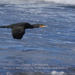 Phalacrocorax carbo at Ulladulla, NSW - 7 Sep 2019