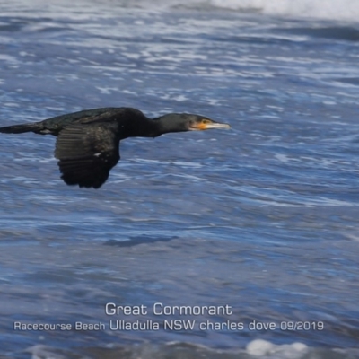 Phalacrocorax carbo (Great Cormorant) at Ulladulla, NSW - 7 Sep 2019 by Charles Dove