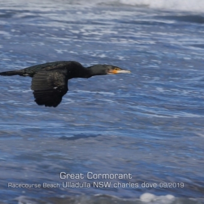 Phalacrocorax carbo (Great Cormorant) at Ulladulla, NSW - 6 Sep 2019 by Charles Dove