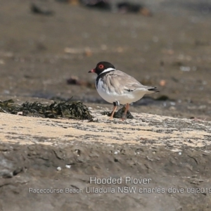 Charadrius rubricollis at suppressed - suppressed