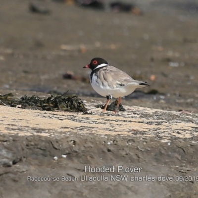 Charadrius rubricollis (Hooded Plover) at Ulladulla, NSW - 6 Sep 2019 by CharlesDove