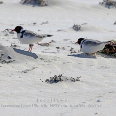 Charadrius rubricollis at suppressed - suppressed