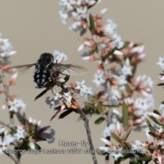 Trichophthalma sp. (genus) (Tangle-vein fly) at Tianjara, NSW - 6 Sep 2019 by CharlesDove