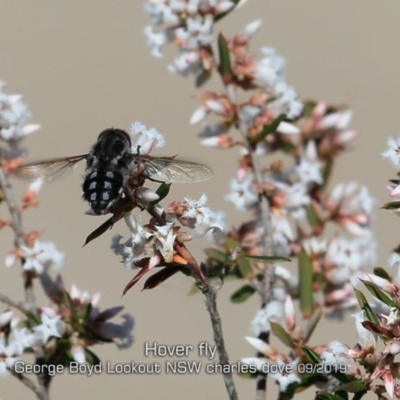 Trichophthalma sp. (genus) (Tangle-vein fly) at Morton National Park - 5 Sep 2019 by Charles Dove