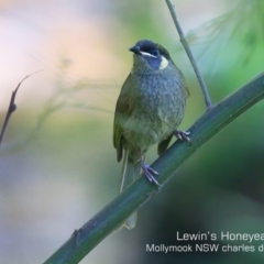 Meliphaga lewinii (Lewin's Honeyeater) at Mollymook Beach, NSW - 7 Sep 2019 by CharlesDove