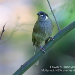 Meliphaga lewinii at Mollymook Beach, NSW - 7 Sep 2019