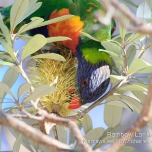 Trichoglossus moluccanus at Narrawallee, NSW - 5 Sep 2019