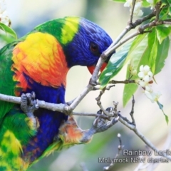 Trichoglossus moluccanus (Rainbow Lorikeet) at Mollymook, NSW - 4 Sep 2019 by CharlesDove