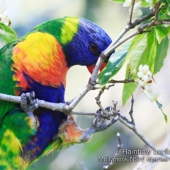 Trichoglossus moluccanus (Rainbow Lorikeet) at Mollymook, NSW - 3 Sep 2019 by Charles Dove