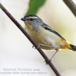 Pardalotus punctatus at Mollymook Beach, NSW - 5 Sep 2019