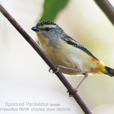 Pardalotus punctatus (Spotted Pardalote) at Mollymook Beach, NSW - 5 Sep 2019 by CharlesDove