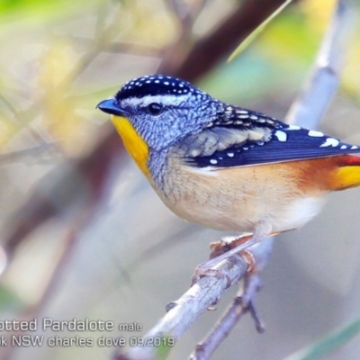 Pardalotus punctatus (Spotted Pardalote) at Narrawallee Foreshore and Reserves Bushcare Group - 6 Sep 2019 by Charles Dove