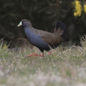 Tribonyx ventralis at Gungahlin, ACT - 12 Sep 2019