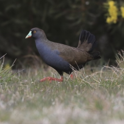 Tribonyx ventralis (Black-tailed Native-hen) at Gungahlin, ACT - 12 Sep 2019 by AlisonMilton