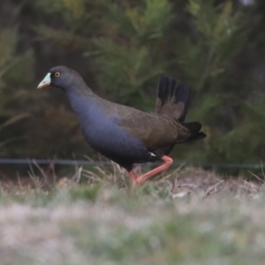 Tribonyx ventralis at Gungahlin, ACT - 12 Sep 2019 10:49 AM