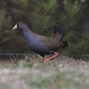 Tribonyx ventralis at Gungahlin, ACT - 12 Sep 2019