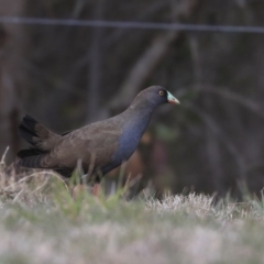 Tribonyx ventralis at Gungahlin, ACT - 12 Sep 2019