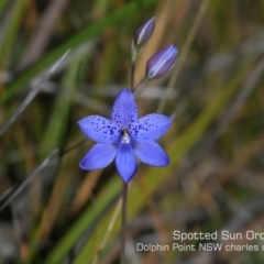 Thelymitra ixioides (Dotted Sun Orchid) at Dolphin Point, NSW - 6 Sep 2019 by CharlesDove