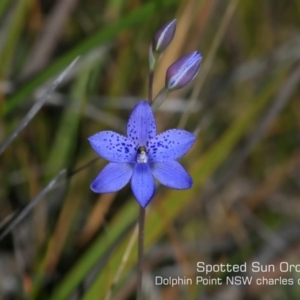 Thelymitra ixioides at Meroo National Park - suppressed